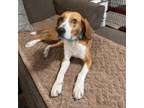 Adopt Millie a Hound, Mixed Breed