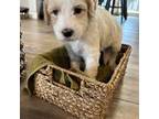 Mutt Puppy for sale in Las Vegas, NV, USA