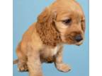 Cocker Spaniel Puppy for sale in Temecula, CA, USA