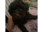 Poodle (Toy) Puppy for sale in Tampa, FL, USA