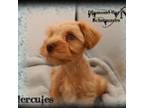 Schnauzer (Miniature) Puppy for sale in Kilgore, TX, USA
