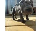 Chinese Shar-Pei Puppy for sale in Gastonia, NC, USA