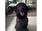 Adopt Bobbi a Black Labrador Retriever