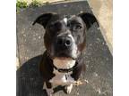Adopt Paws a American Staffordshire Terrier