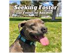 Adopt Ivy a Pit Bull Terrier