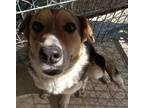 Adopt Lacy a Mixed Breed