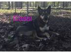 Adopt Cassi a German Shepherd Dog, Husky