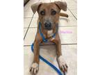 Adopt Martina (Mlk park) a Mixed Breed