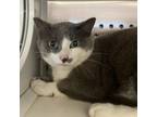 Adopt Princess a Domestic Short Hair