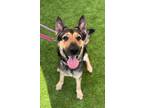 Adopt Skye a German Shepherd Dog