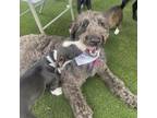 Adopt Lilah a Standard Poodle, Giant Schnauzer