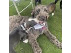 Adopt Lilah a Standard Poodle, Schnauzer