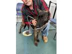 Adopt Karlie- Located in Arkansas a Dutch Shepherd