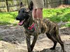 Adopt Cachet - Located in TN a Dutch Shepherd, Belgian Shepherd / Malinois