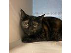 Adopt Kali Uchis a Domestic Short Hair