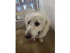 Adopt LADY M a Great Pyrenees