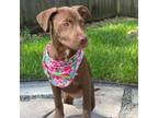 Adopt Amber a Chocolate Labrador Retriever, Terrier