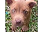 Adopt Amber a Chocolate Labrador Retriever, Terrier