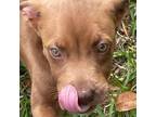 Adopt Amber a Chocolate Labrador Retriever, Terrier