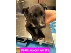 Adopt Labador Leaf #9946 a Labrador Retriever