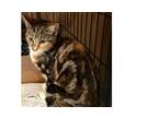Adopt Sweetie 2024 a Domestic Short Hair