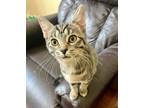 Adopt Jennifer Lopez a Domestic Short Hair