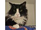 Adopt Gabby a Domestic Long Hair