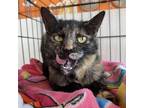 Adopt Hazel a Domestic Short Hair