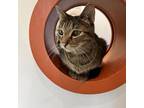 Adopt Avril a Domestic Short Hair