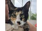 Adopt Dot a Domestic Short Hair