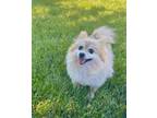 Adopt Biti a Pomeranian