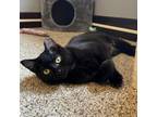 Adopt Black Pearl a Domestic Short Hair