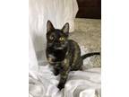 Adopt Carmen a Domestic Short Hair