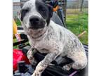 Adopt Ferris a Cattle Dog