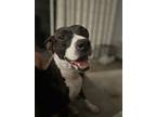 Adopt Evie a Pit Bull Terrier, Mixed Breed