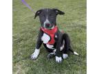 Adopt Kia a Mixed Breed