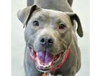 Adopt Maggie Grace a Pit Bull Terrier, Mixed Breed