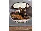 Adopt Tinkerbell a Domestic Short Hair