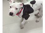 Adopt Pepper Corn a Pit Bull Terrier, Mixed Breed