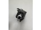 Adopt Kimi a Pit Bull Terrier, Mixed Breed