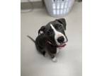 Adopt Didi a Pit Bull Terrier, Mixed Breed
