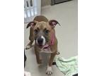 Adopt Curry a Pit Bull Terrier, Mixed Breed