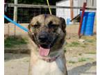 Adopt Sheba a Cattle Dog, Labrador Retriever