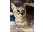 Adopt Vesta a Domestic Short Hair