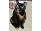 Adopt Ronda a Domestic Short Hair