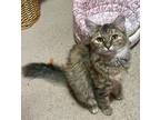 Adopt Vivian a Tabby, Domestic Medium Hair