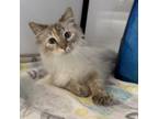 Adopt Eesha a Domestic Short Hair