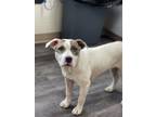 Adopt Dewie (dixie) a Pit Bull Terrier, Mixed Breed