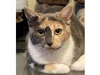 Adopt Dali a Calico, Domestic Short Hair