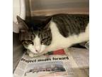 Adopt Clara a Domestic Short Hair